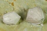 Multiple Blastoid (Pentremites) Plate - Illinois #135592-2